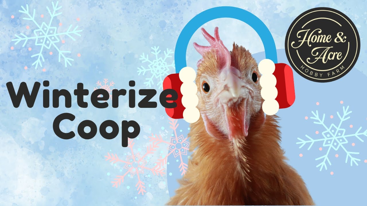 6 TIPS FOR WINTERIZING YOUR CHICKEN COOP