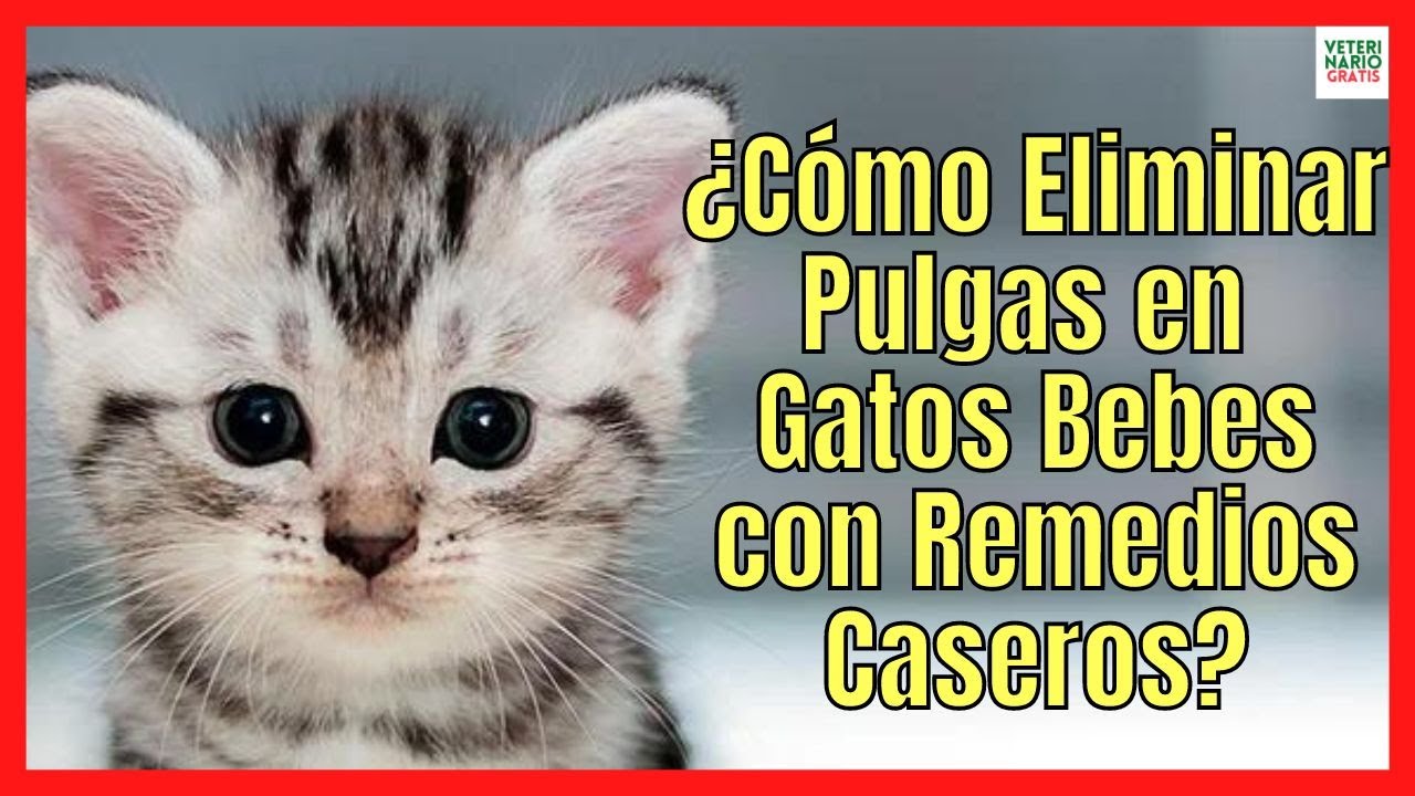 💝 ¿CÓMO ELIMINAR PULGAS EN GATOS BEBES CON REMEDIOS CASEROS? 💝 DE FORMA NATURAL