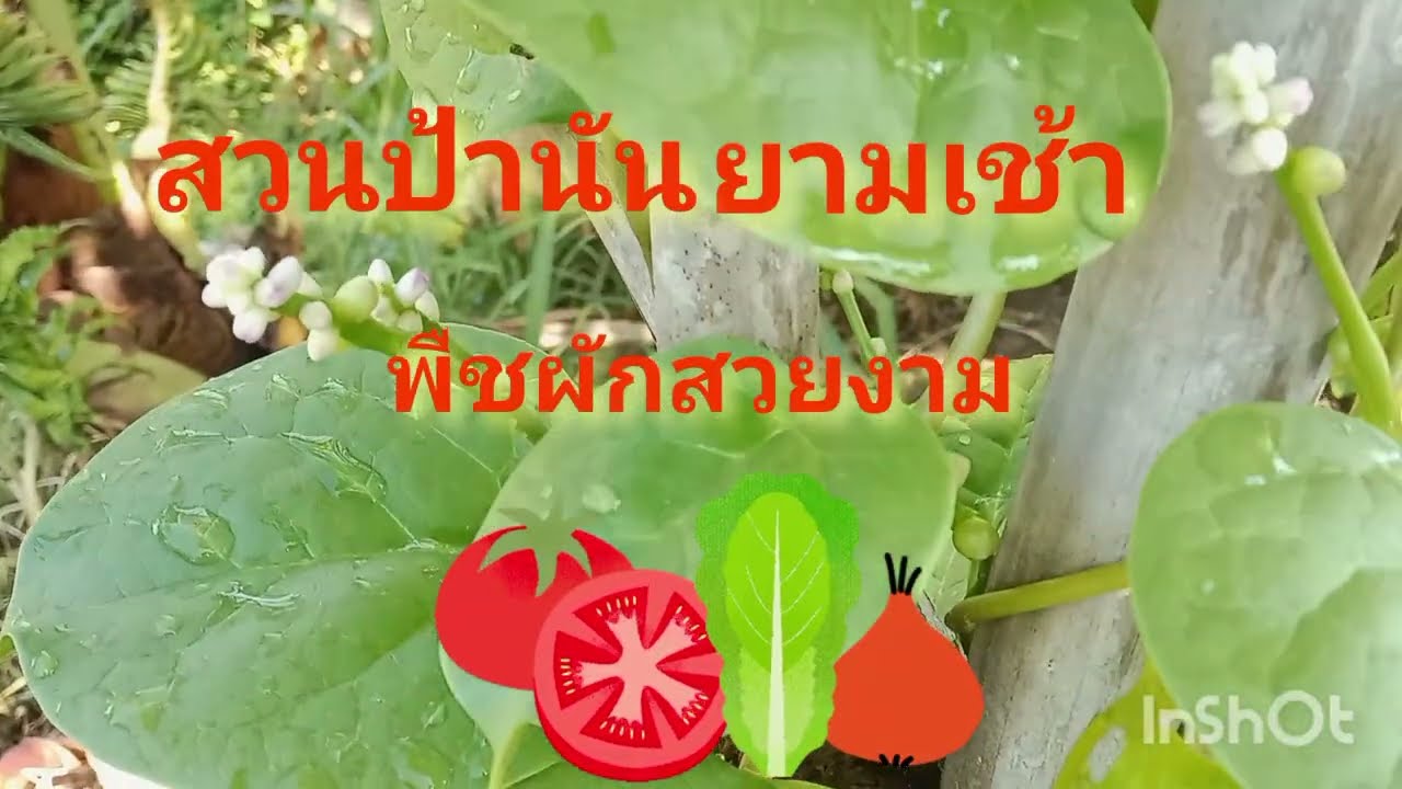  #พลูขาว พืชผักน่าทาน ที่สวนป้านัน