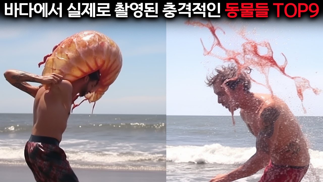 이 영상을 보고 계시는 99%가 이런 해양 생물의 존재를 모르실 겁니다