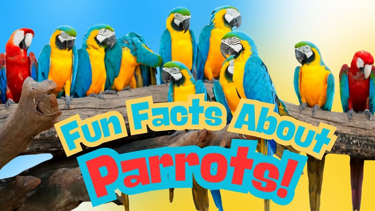 Fun Facts about Parrots!