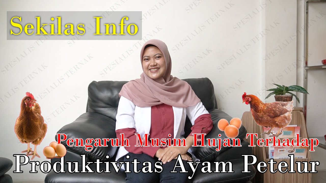 SEKILAS INFO I PENGARUH MUSIM HUJAN TERHADAP PRODUKTIVITAS AYAM PETELUR I #spesialisternak