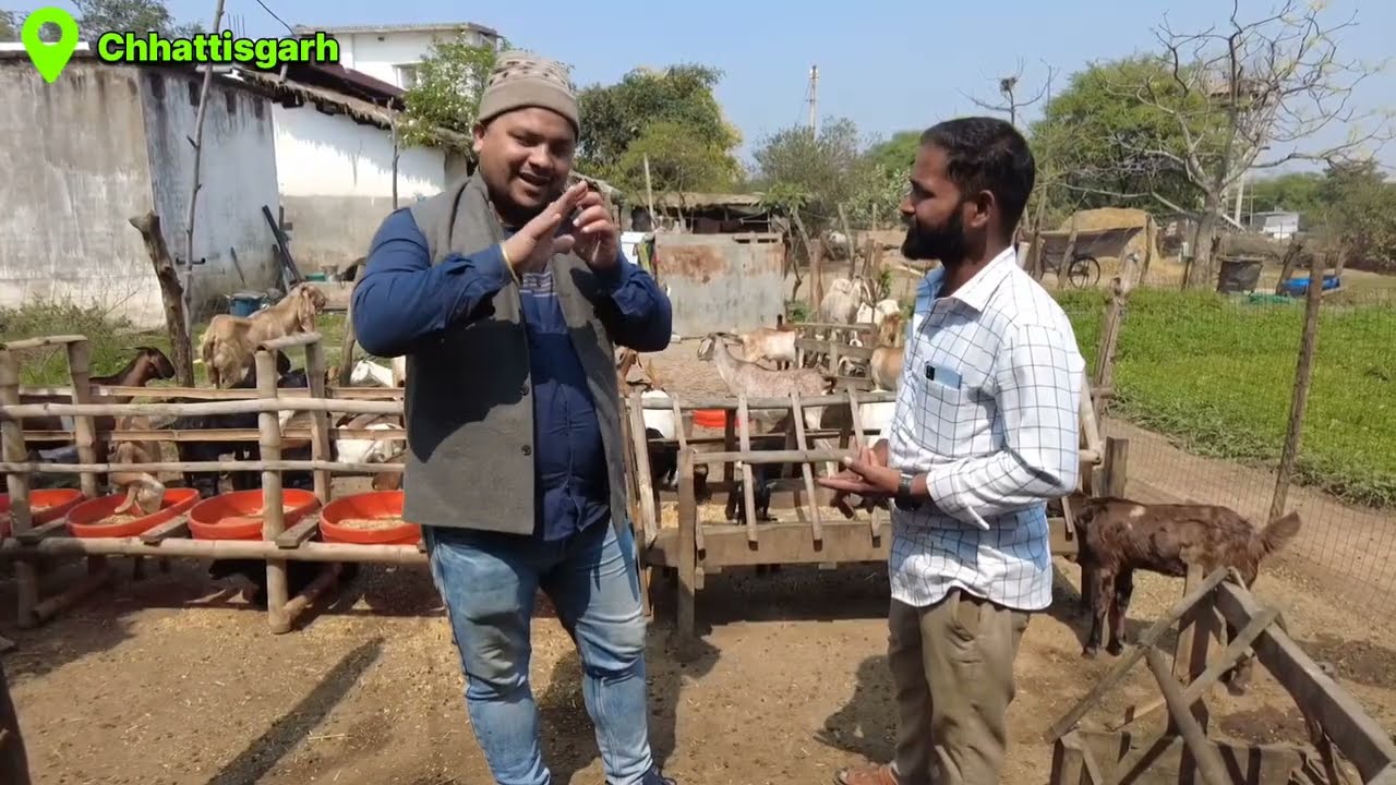 28 वर्षीय युवा के देशी बकरियो के आगे सारे ब्रीड फेल || पैरा कुट्टी पर Goat farming 