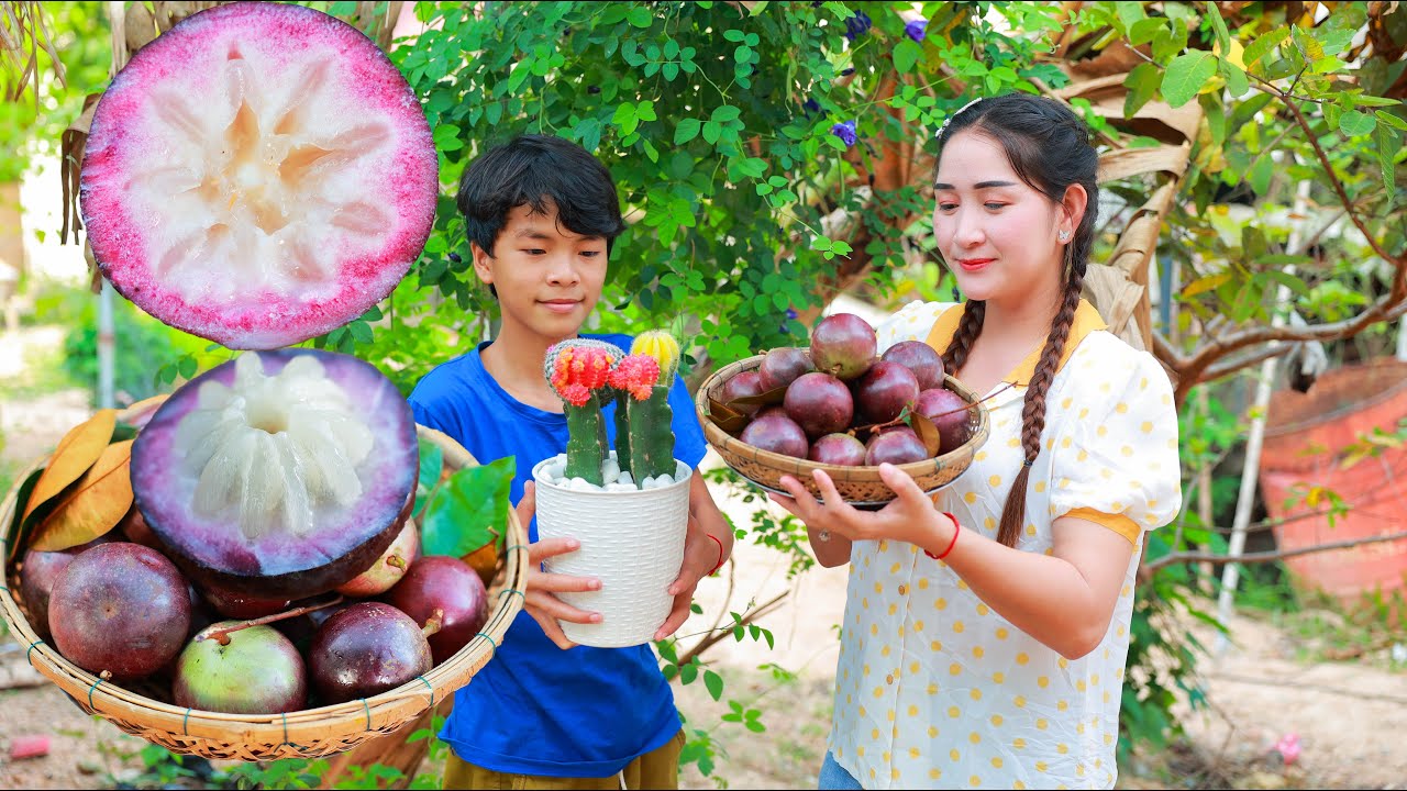 Bring Milk fruit home for dessert that my brother Ny like - How to eat milk fruit in my country