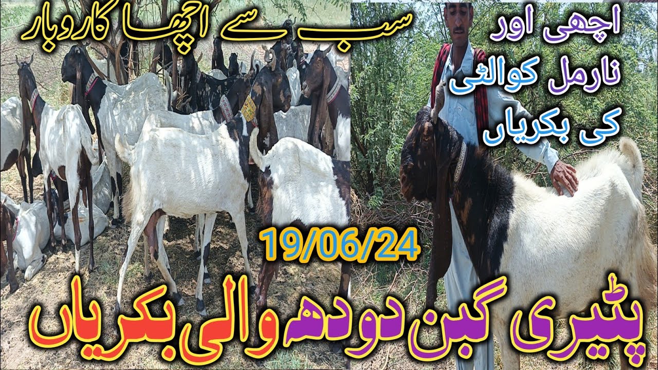 Patari Goat | Mix Goat brred | farming updates | today update | date 19/06/2024