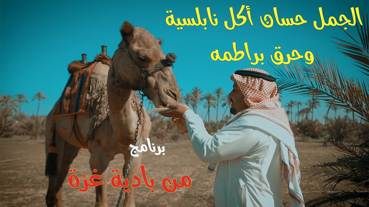 الجمل أكل نابلسية وحرقت براطمه من برنامج : من بادية غزة :