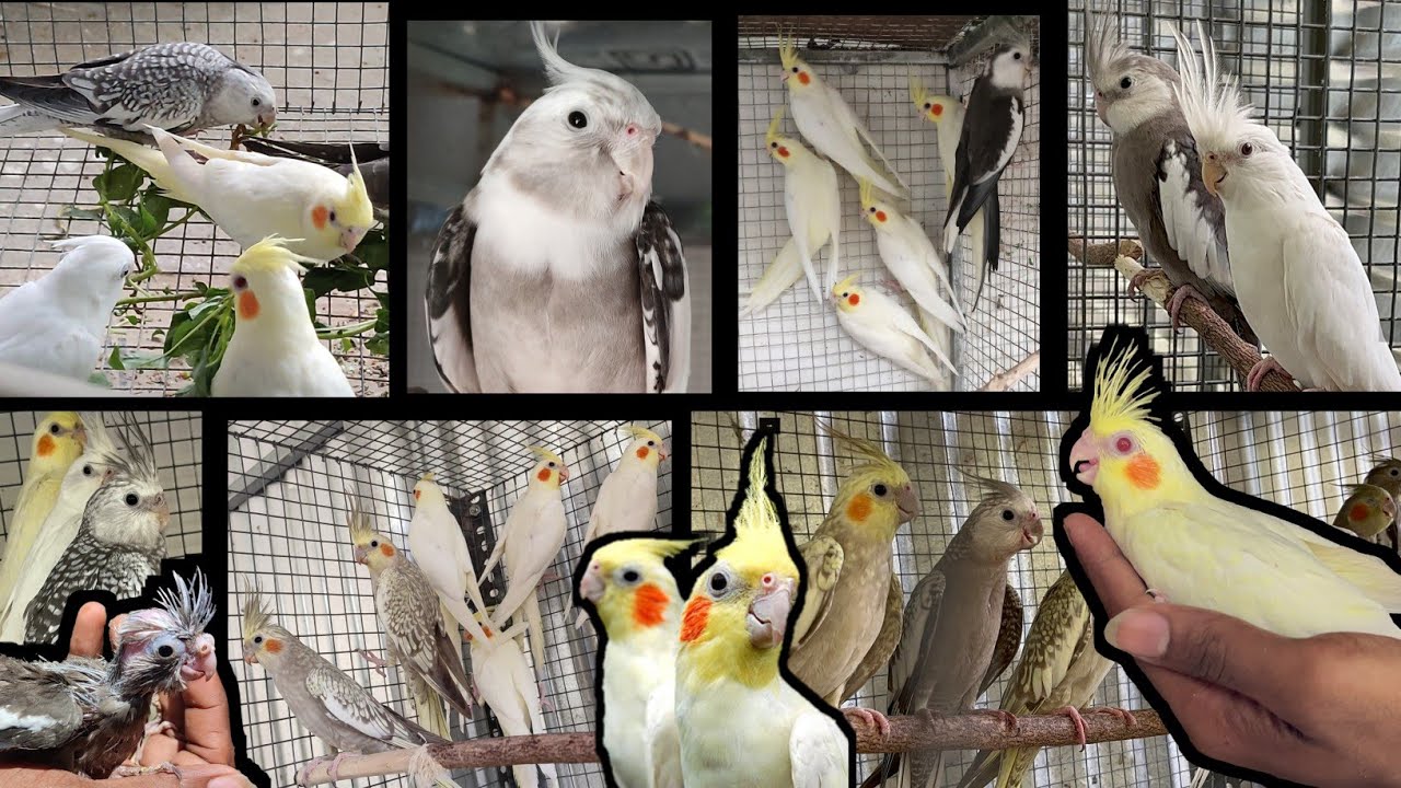 வேற லெவல் 💥 கண்டிப்பா பாருங்க😮❗| V2BIRDS | #cockatielbreedingtips #cockatiel #cockatielbreeding