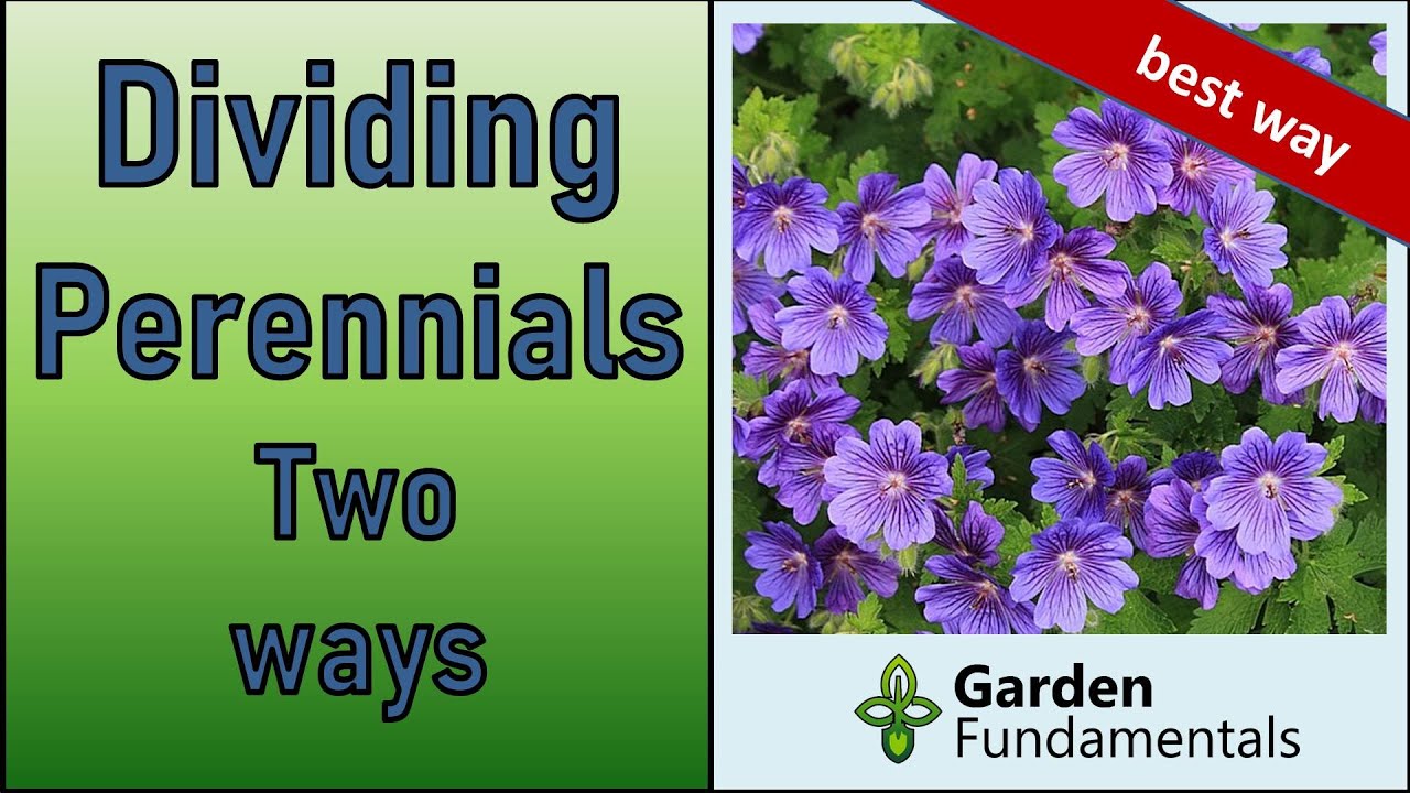 Dividing Perennials 🌺💐🌸 The How, What, Why and When