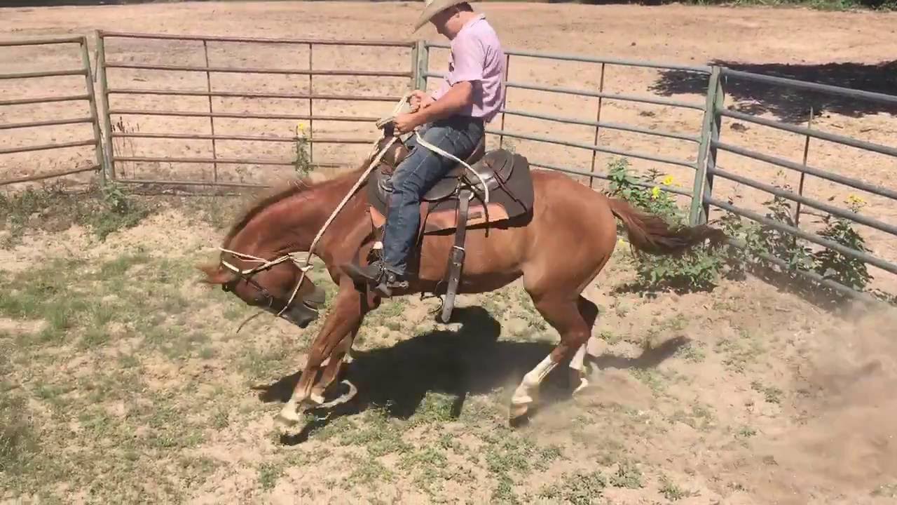 Bailey Barrett(15)/Bronc Pen/Smurf