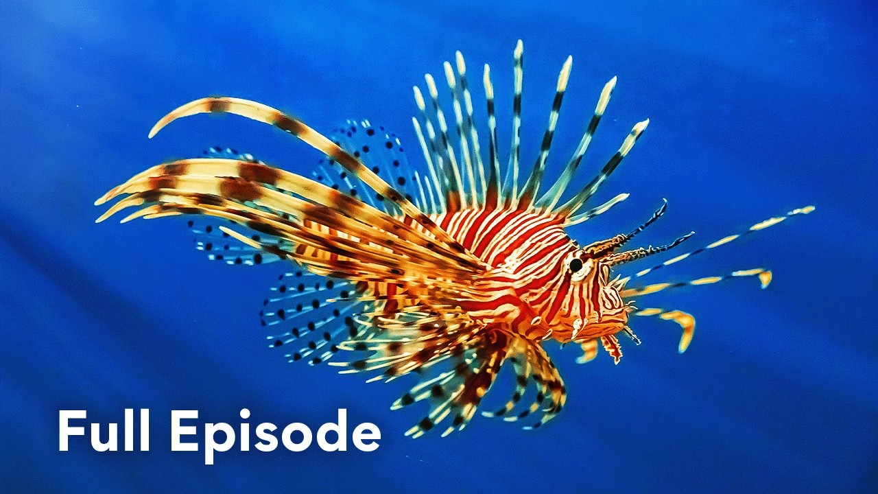 The Coral Kingdom | Great Blue Wild 106