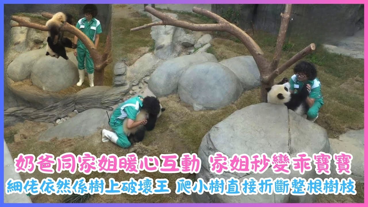 8月21日💖奶爸同家姐暖心互動 家姐秒變乖寶寶💖細佬依然係樹上破壞王 爬小樹直接折斷整根樹枝