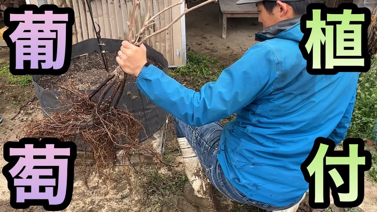 ぶどうの植え方〜鉢でも地植えでもこのやり方で誰でも栽培スタート(不織布ポット実践編)〜2023-03-14