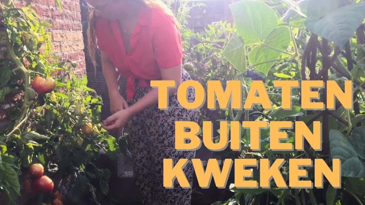 Tomaten BUITEN Kweken | Kan dat in Nederland? | Moestuin Tips