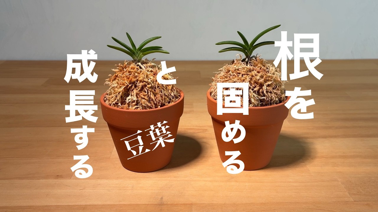 【富貴蘭】豆葉の高植え☆風蘭☆根を固定すると成長する着生蘭