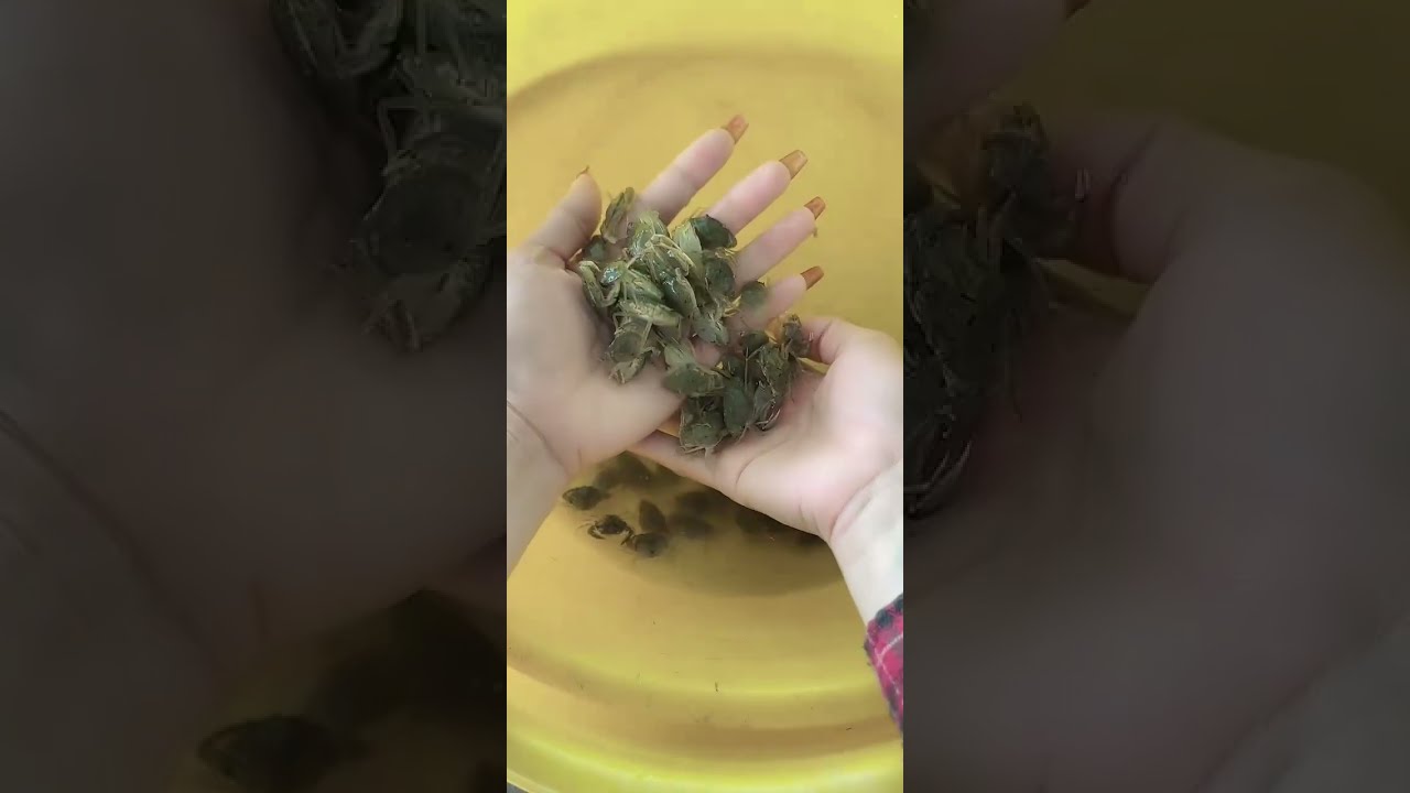 @cadacsan 🦀 Chuyên Sỉ Lẻ Cua Giống: Cua Me, Cua Mít, Cua Đồng Hồ khu vực Miền Tây @giathuysan