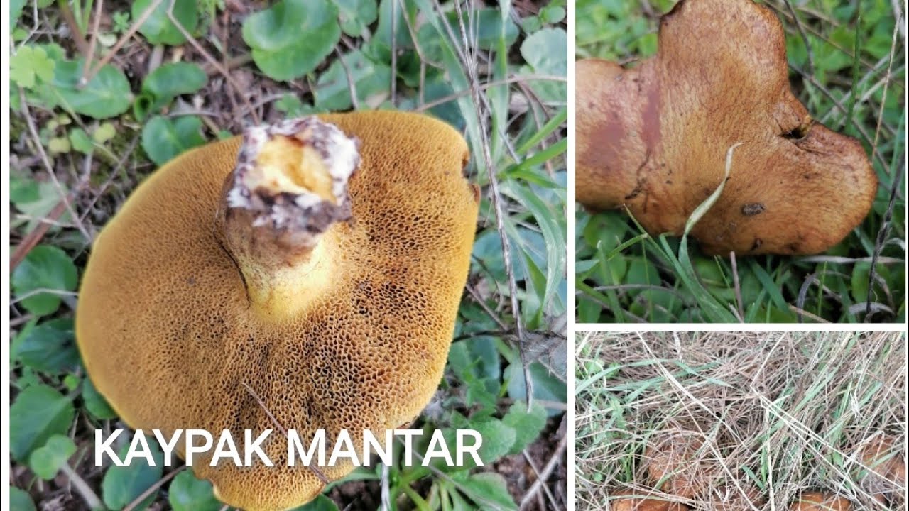 Kaypak mantar, Suillus collinitus, Mantar toplama videoları, Mantar çeşitleri, Mantar türleri.