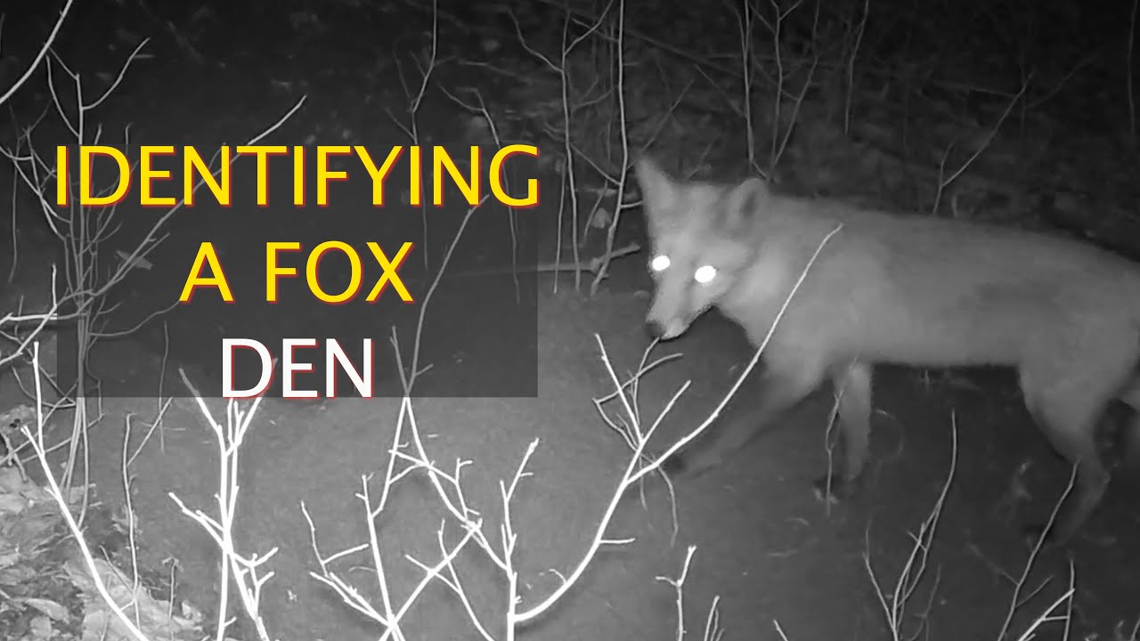Identifying a Fox Den