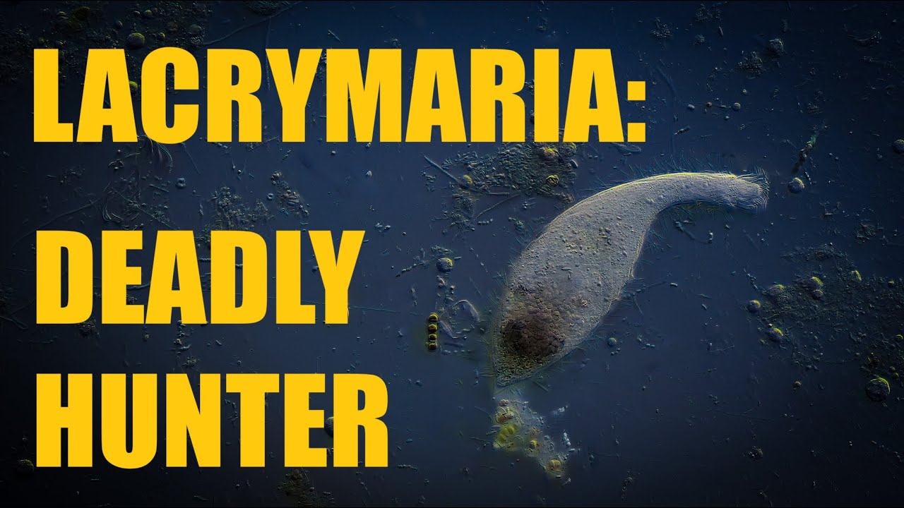 Lacrymaria: Deadly Hunter