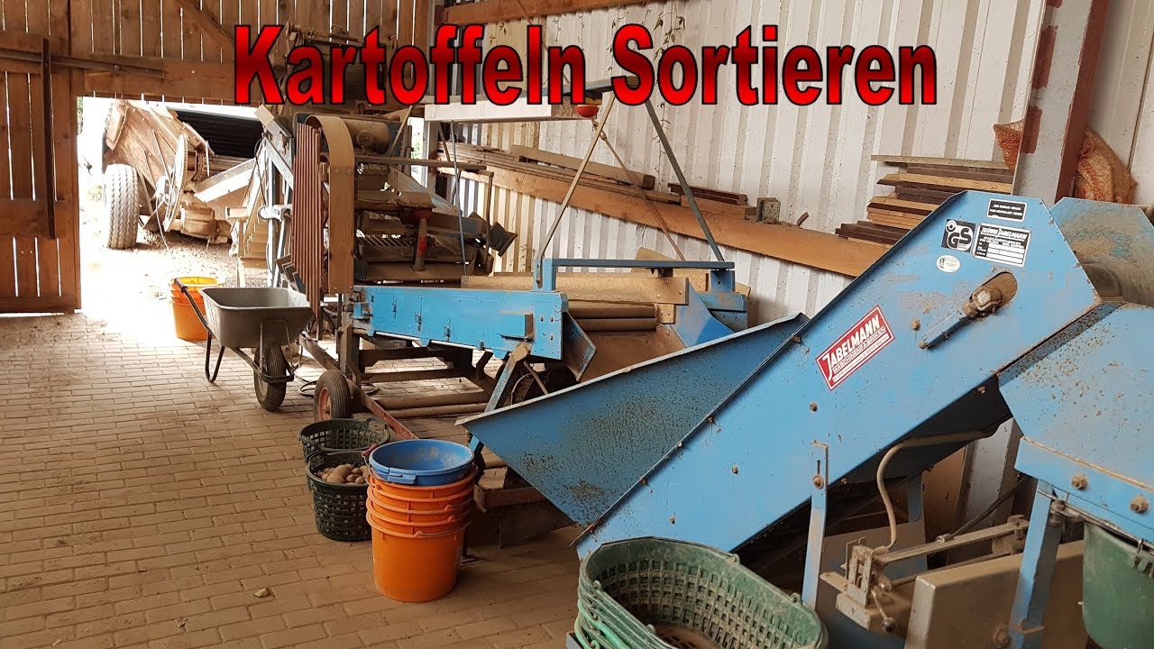 Kartoffeln Sortieren mit einer Sortieranlage