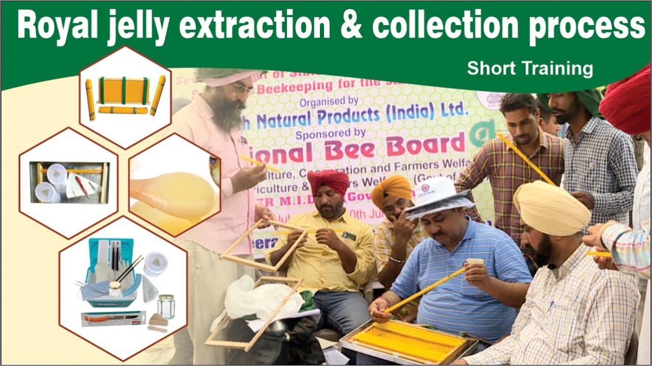 Royal jelly extraction and collection process