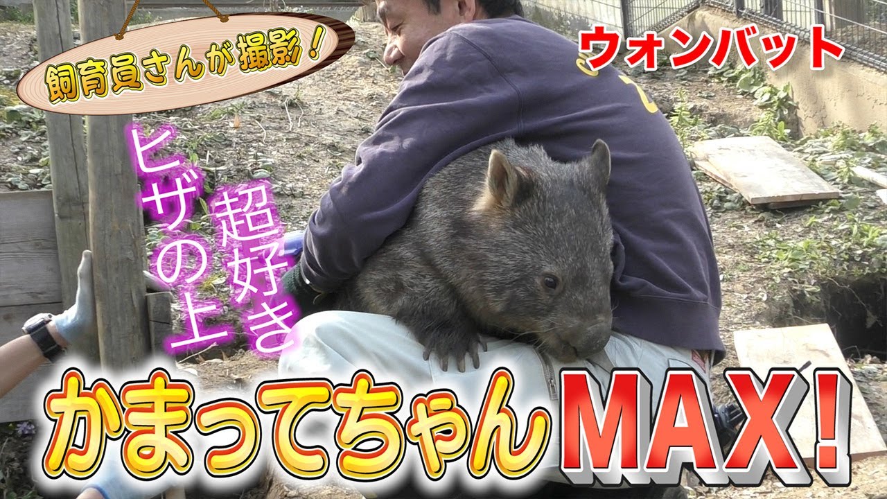 動くぬいぐるみ！ウォンバットが飼育員さんになつきすぎる！ / Momoko, the pampered wombat