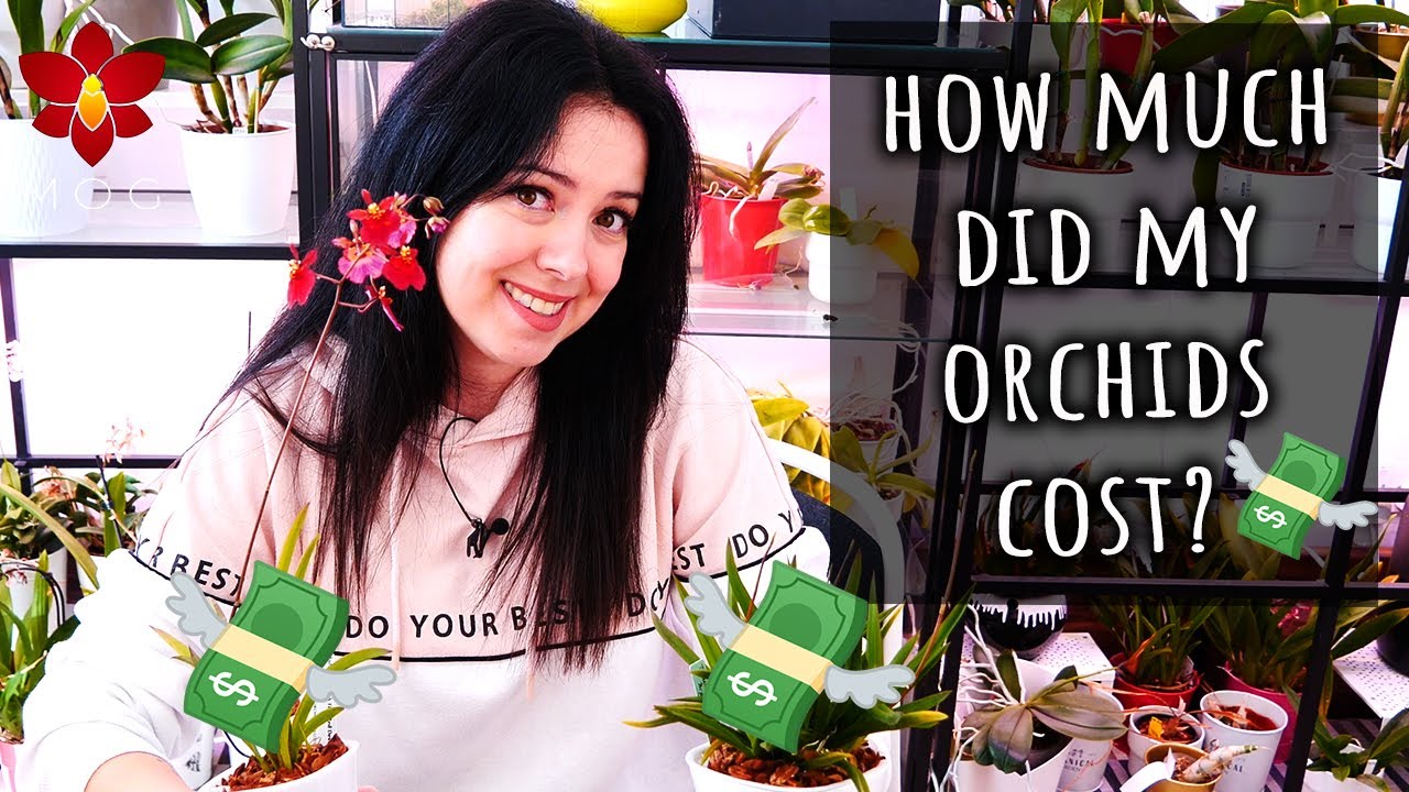 My most expensive plant is not an Orchid! - How much did my Orchids cost? 🤔💸