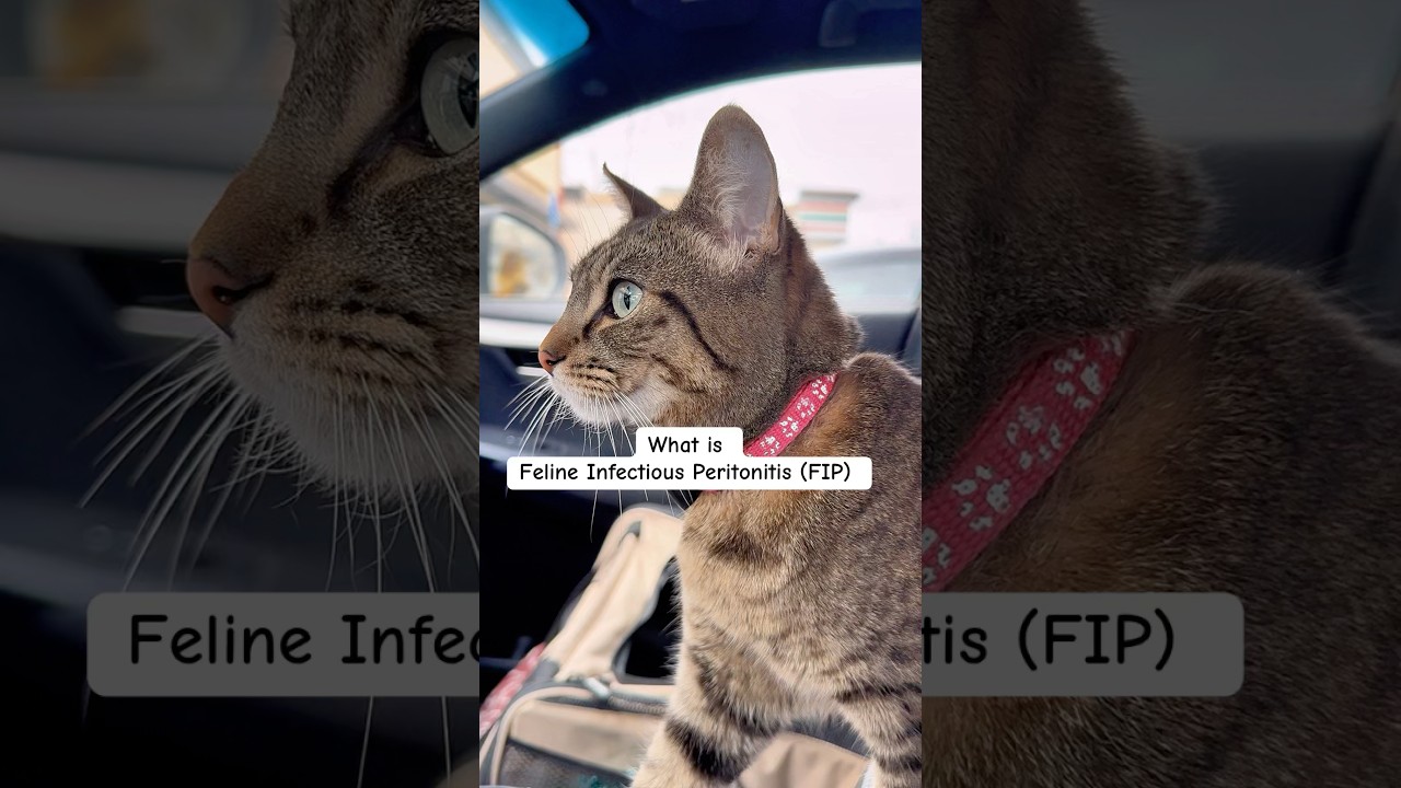 What is Feline Infectious Peritonitis (FIP)?? #evenoel #cat #fip #kitten