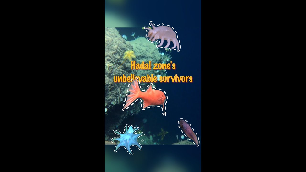 Chinese scientists discover alien-like life in ocean's hadal zone