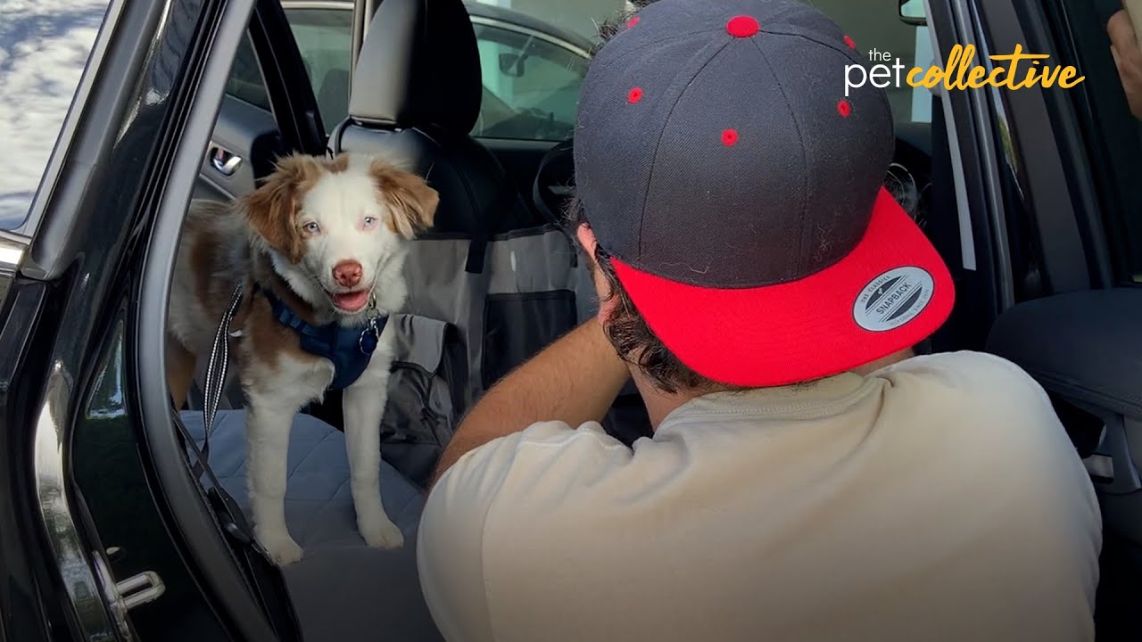 Car Safety Gear for Dogs