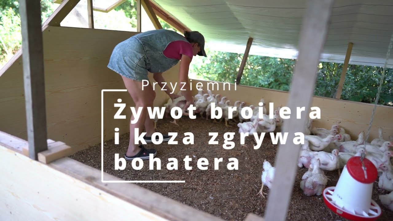 Żywot Briana brojlera  Koza przy dojeniu ,zgrywa bohatera