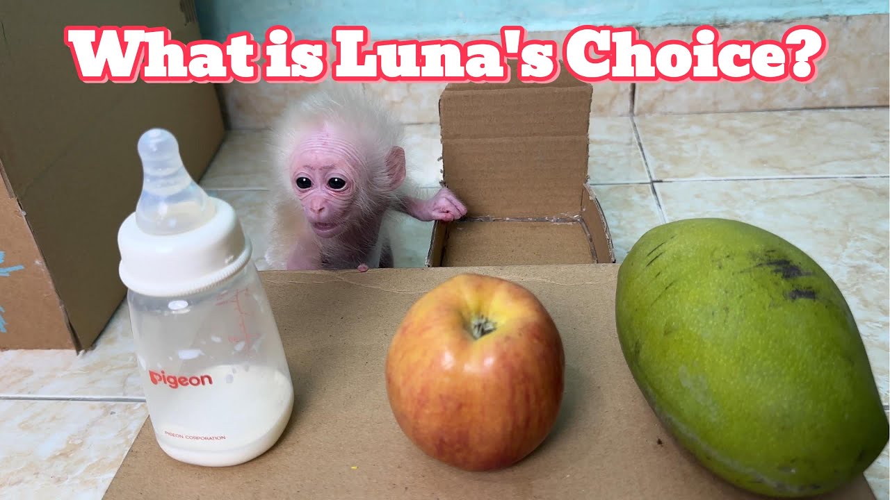What Does Baby Monkey Luna Love the Most? Milk Bottle, Mango or Apple?