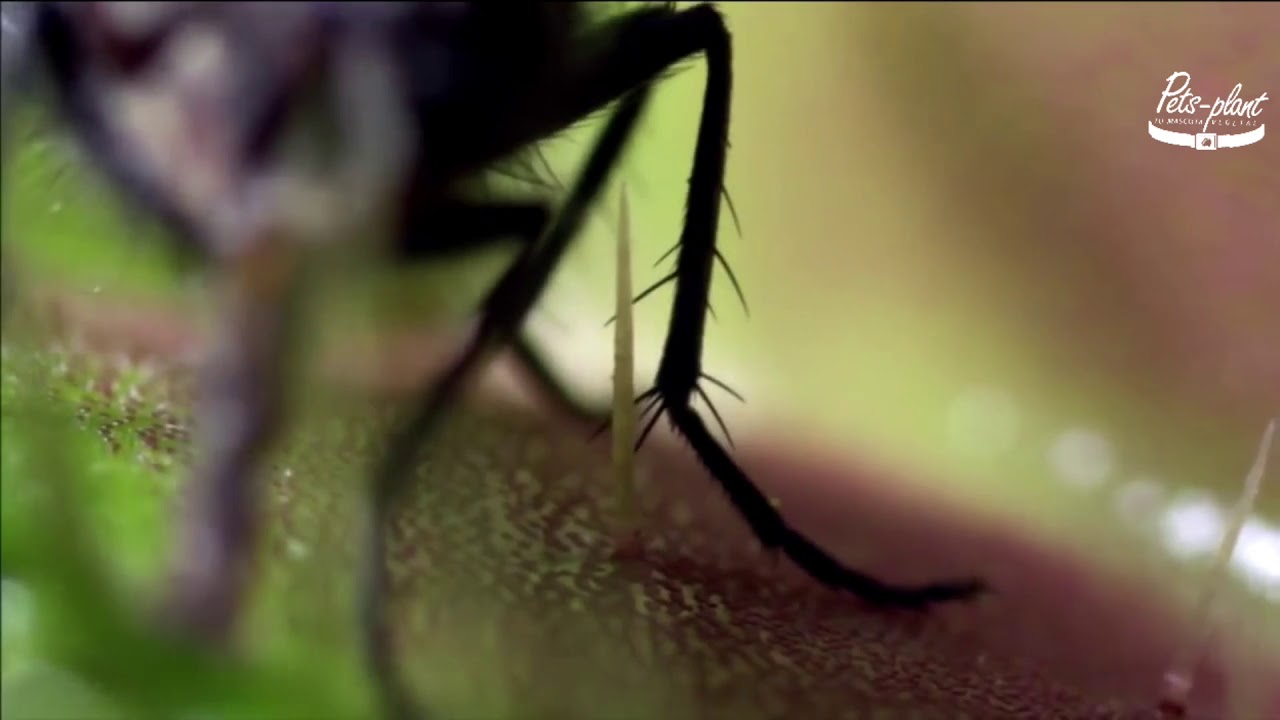 Documental de Venus Atrapamoscas