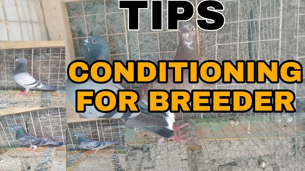 paano ako mag condition ng (BREEDER)kunti lang gastos😎❤️