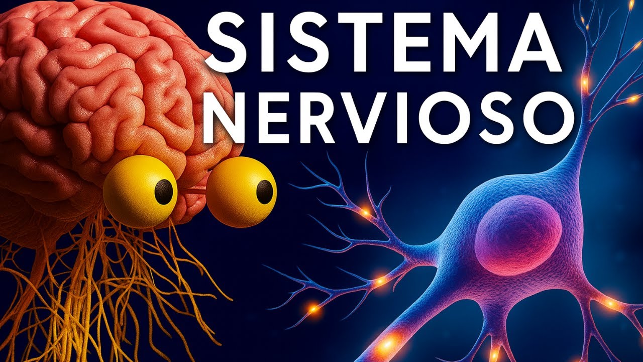 Sistema Nervioso Explicado Fácil🧠: Neuronas, Sinapsis y Función⚡