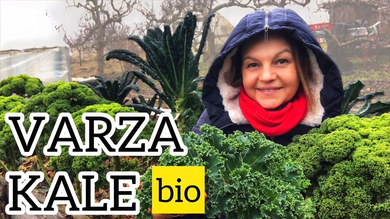 Varza kale - de ce si cum s-o cultivam bio ?