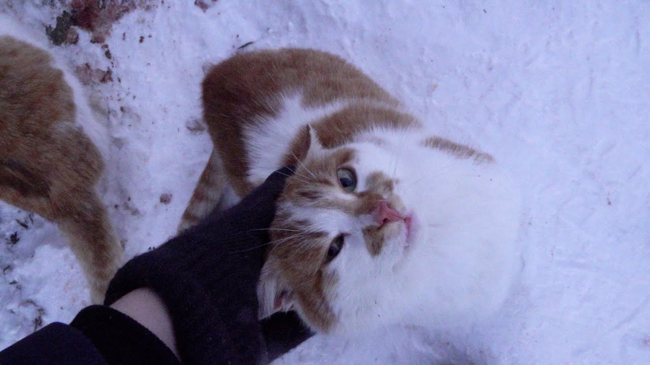Cats live outside in very cold minus  25 degrees Celsius