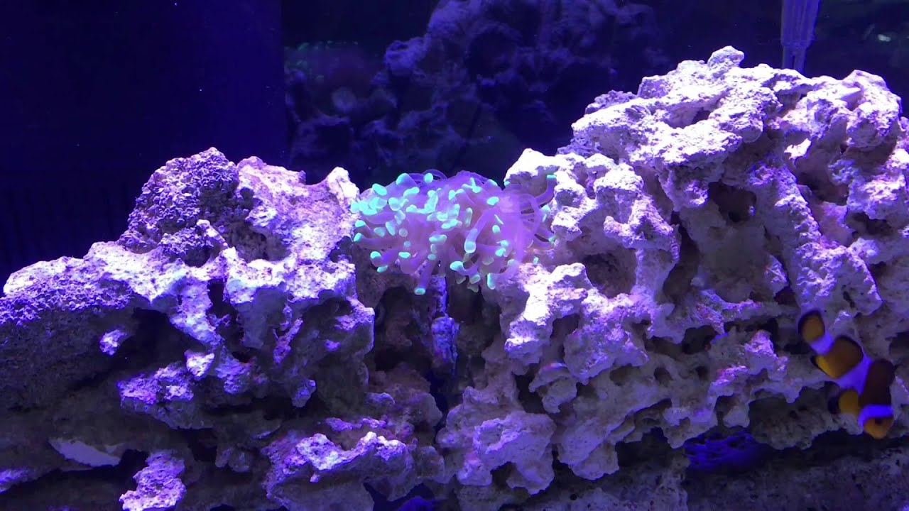 A few upgrades for the 29g - Green Star Polyp, CurrentUSA Orbit Marine Pro, Koralia Hydor