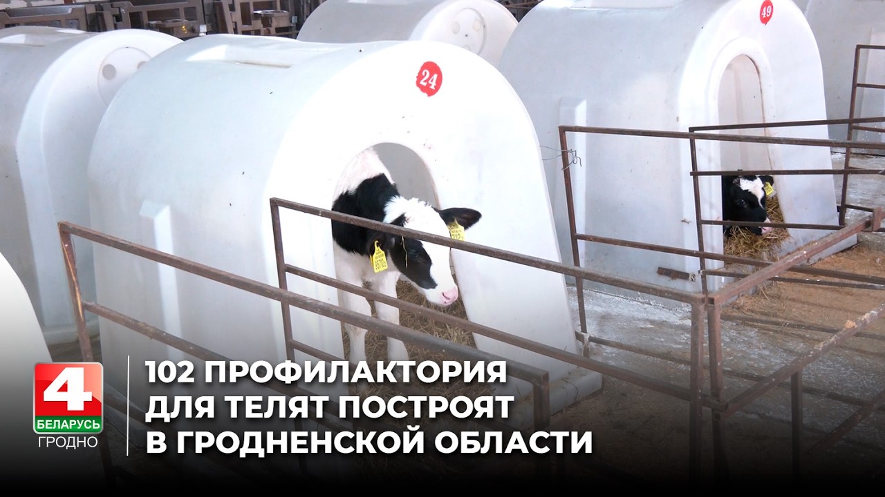 102 профилактория для телят построят в Гродненской области