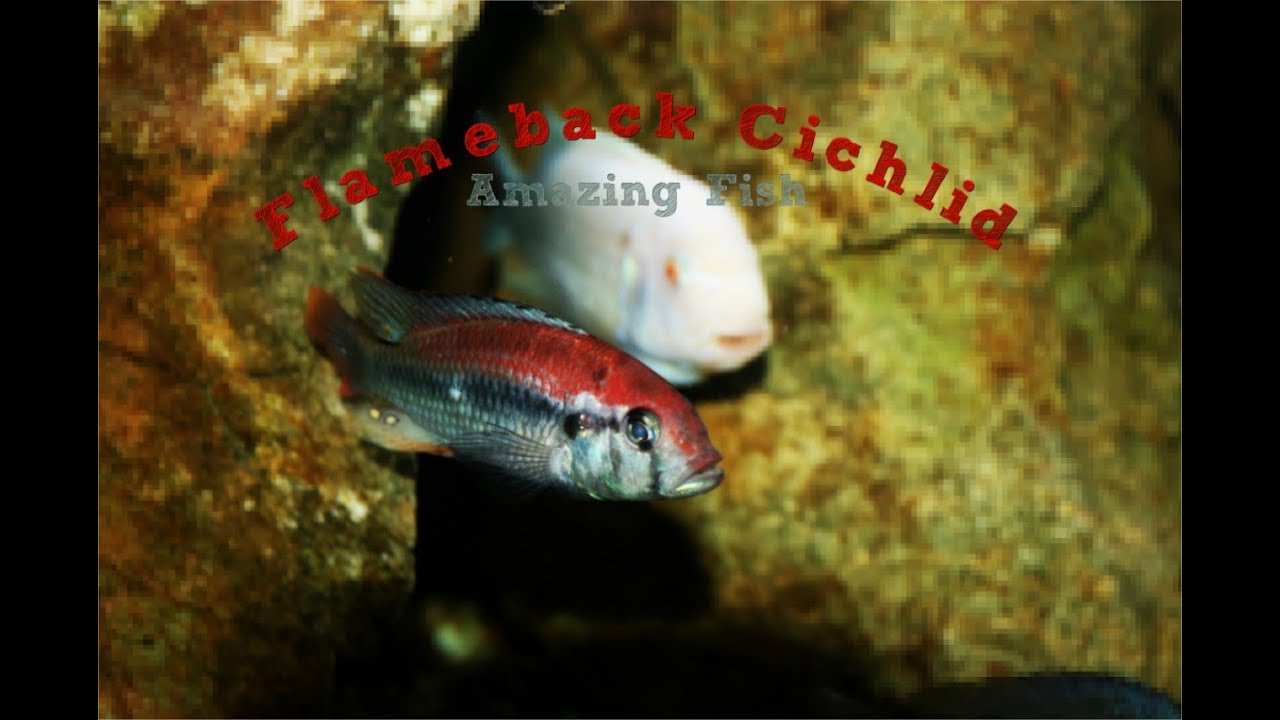 Flameback Cichlid: Amazing Fish