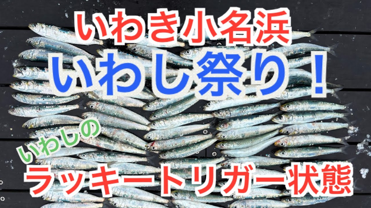 いわき小名浜港　いわし祭り！いわしの確変？いえ、ラッキートリガー状態です！