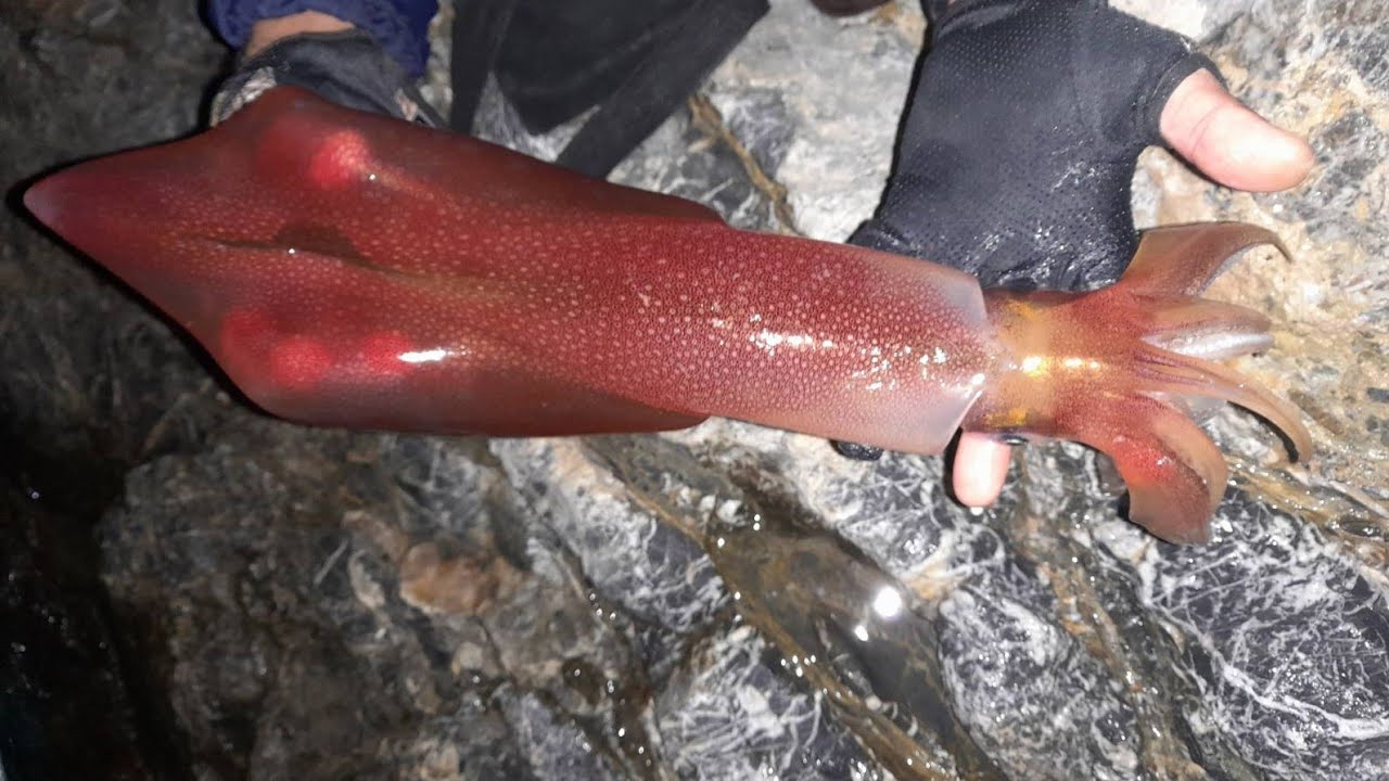 Καλαμάρια από την ακτη με την παρέα...🇬🇷🦑