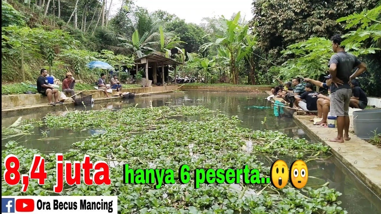 Sampean pancen jos‼️Mancing bawal 8,4 juta hanya 6 peserta..