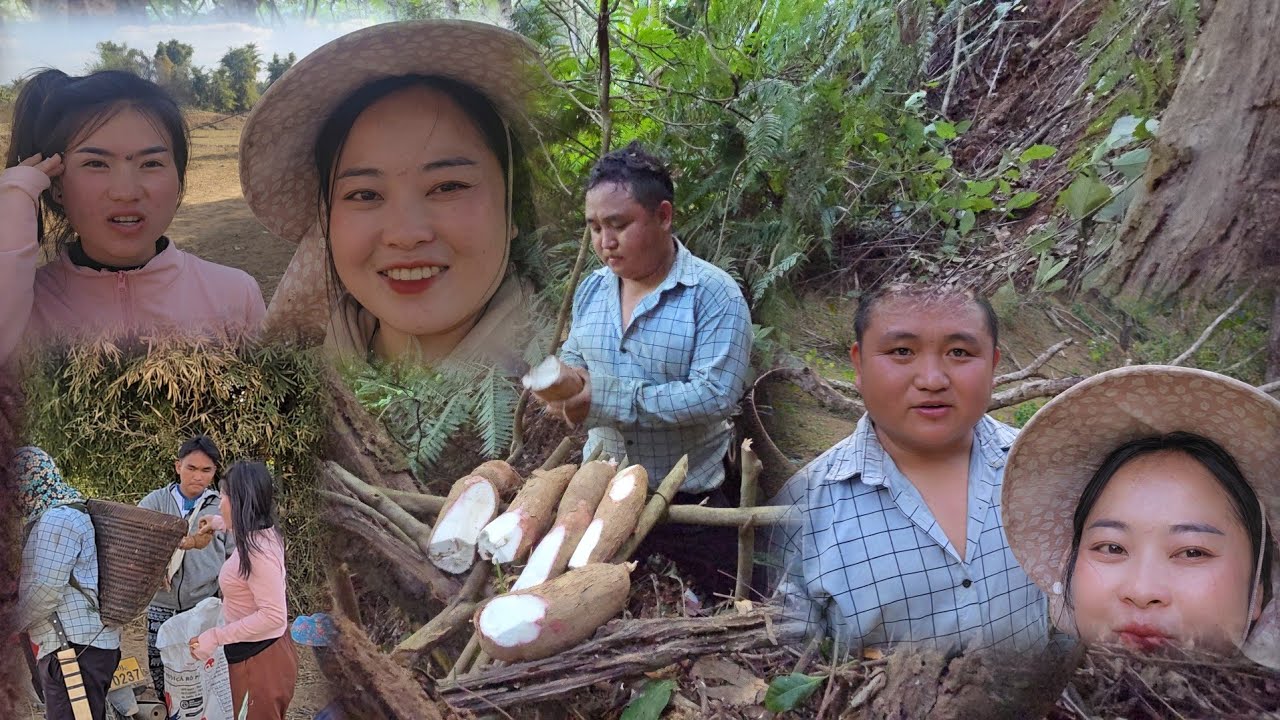 Hwm lauj thiab kab lia nqa qos ntoo mus tso ziav nas pem hav zoov 