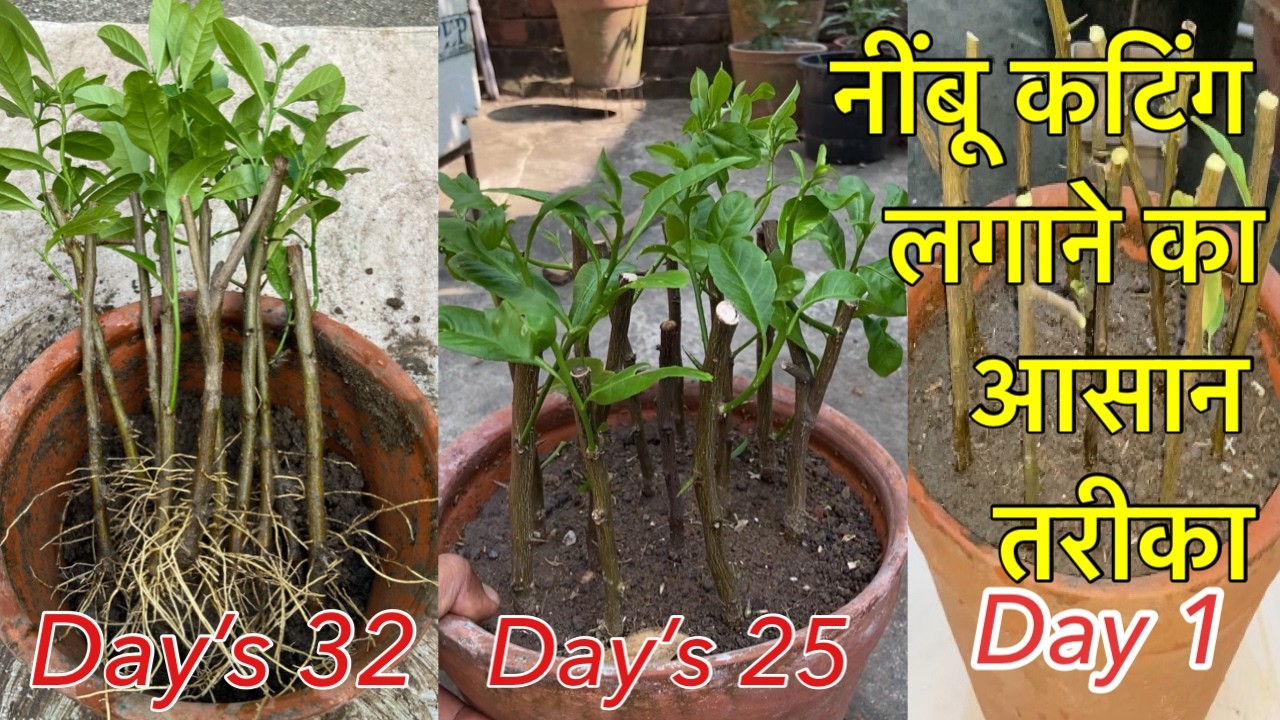 नींबू पौधा कटिंग से तैयार करने का सबसे आसान तरीक़ा । Lemon cutting grow in normal soil