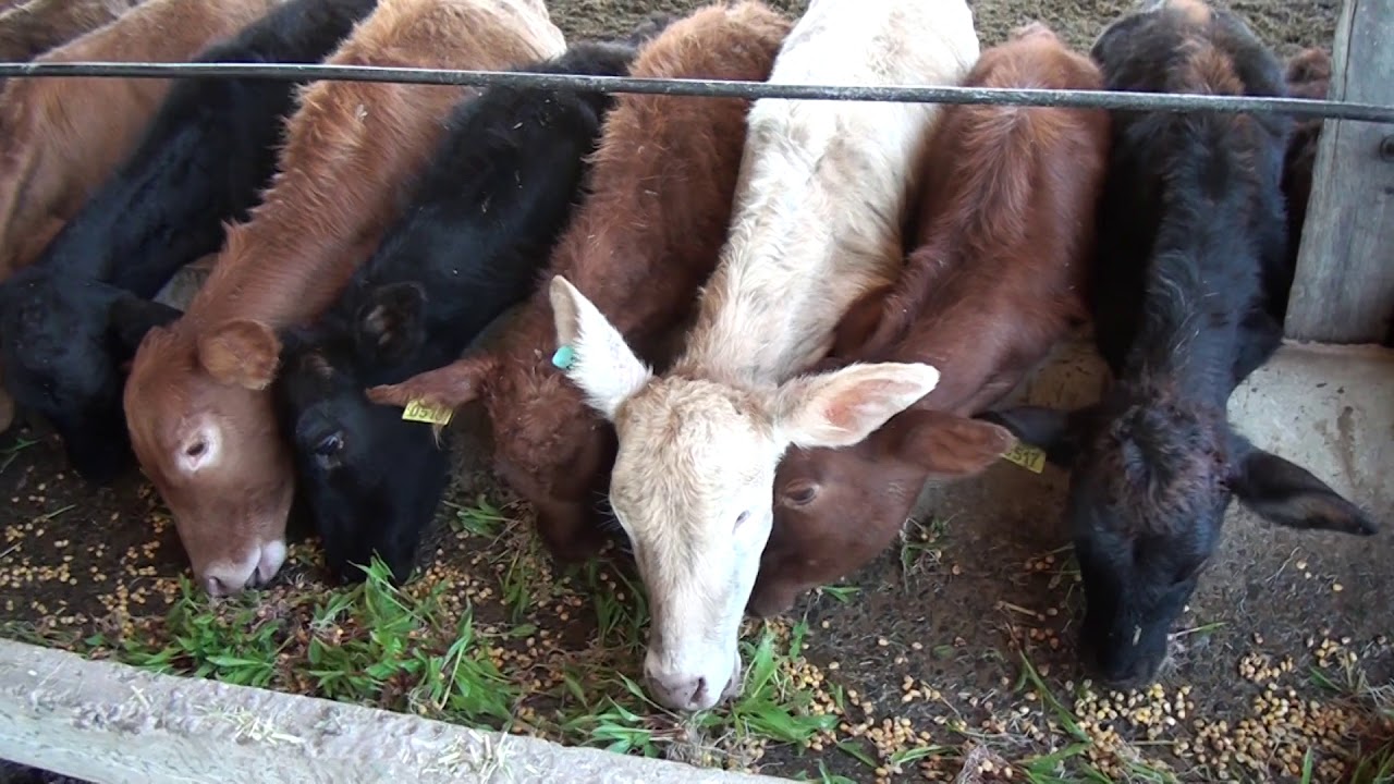 Producción hidropónica de forrajes para  ganado de carne