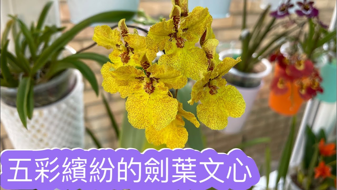五彩繽紛的劍葉文心 及養植分享￼ 28-4-2022）