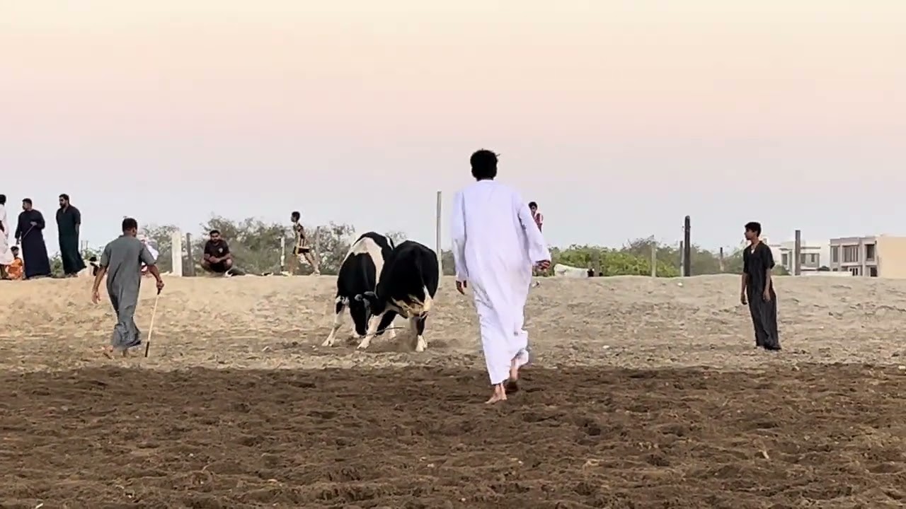 بحر & حصان