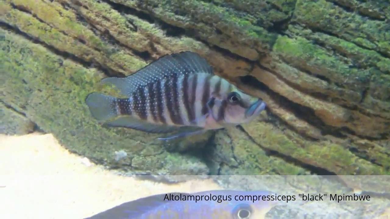 Альтолампрологусы, Altolamprologus (оз. Танганьика)
