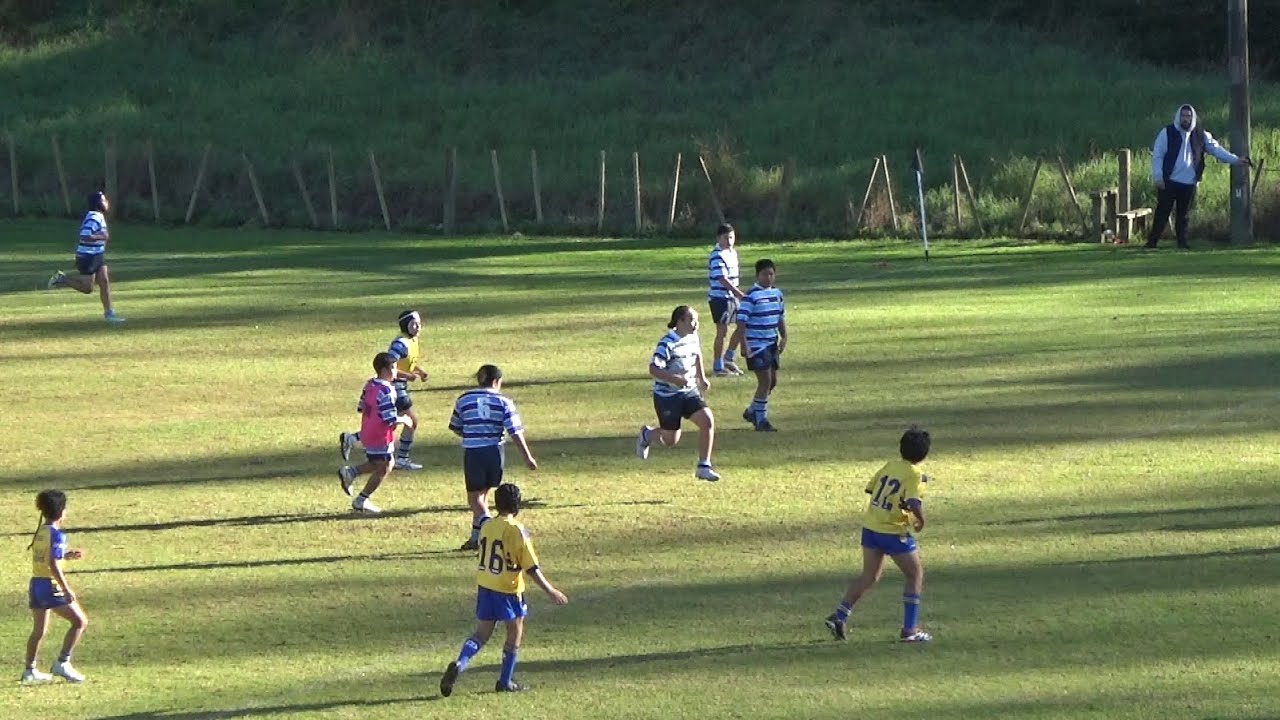 U12 Leopards v Mt Albert 2025 Rd3