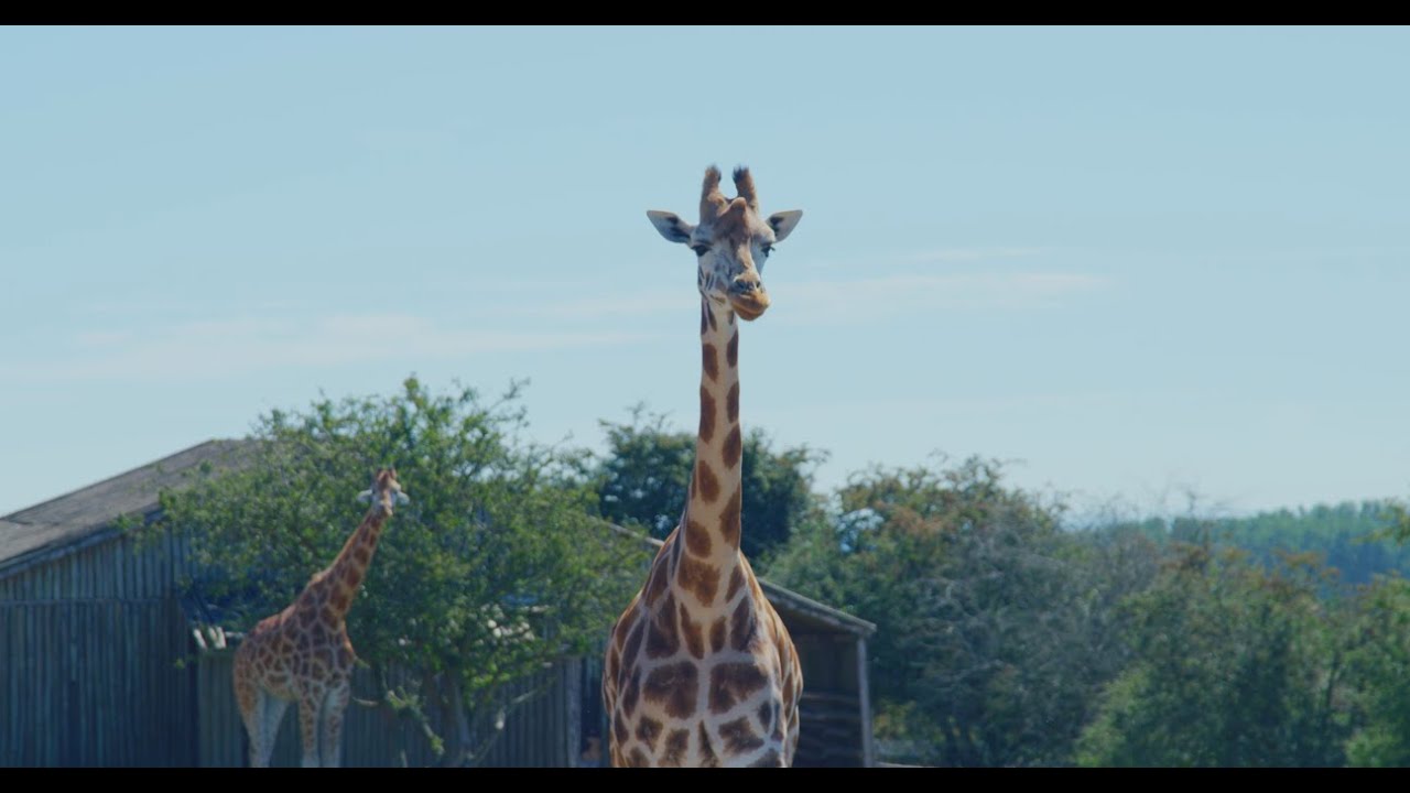 SUCCESS STORIES - Port Lympne Hotel&Reserve
